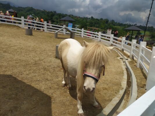 Kuda Poni Cimory Cepogo Cheese Park